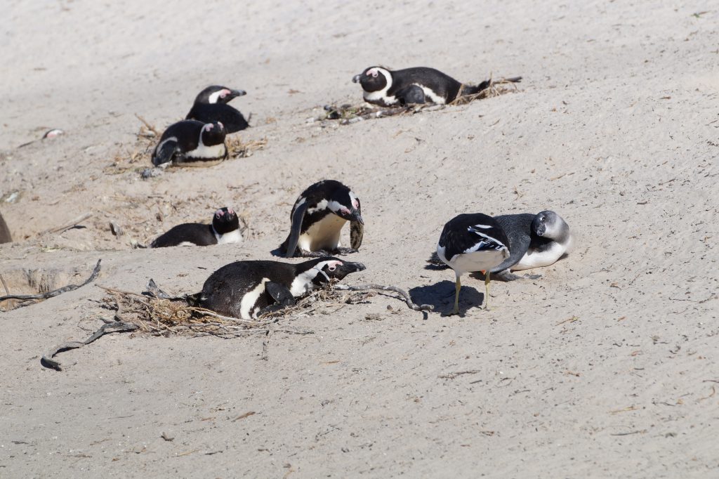 Meeuw probeert eieren te stelen van pinguïns op het strand van Boulders Beach.